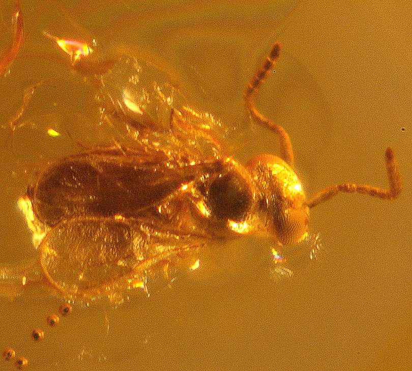 Scelionidae in amber stone