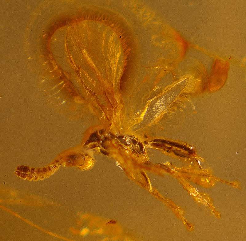Chalcidoidea in amber stone