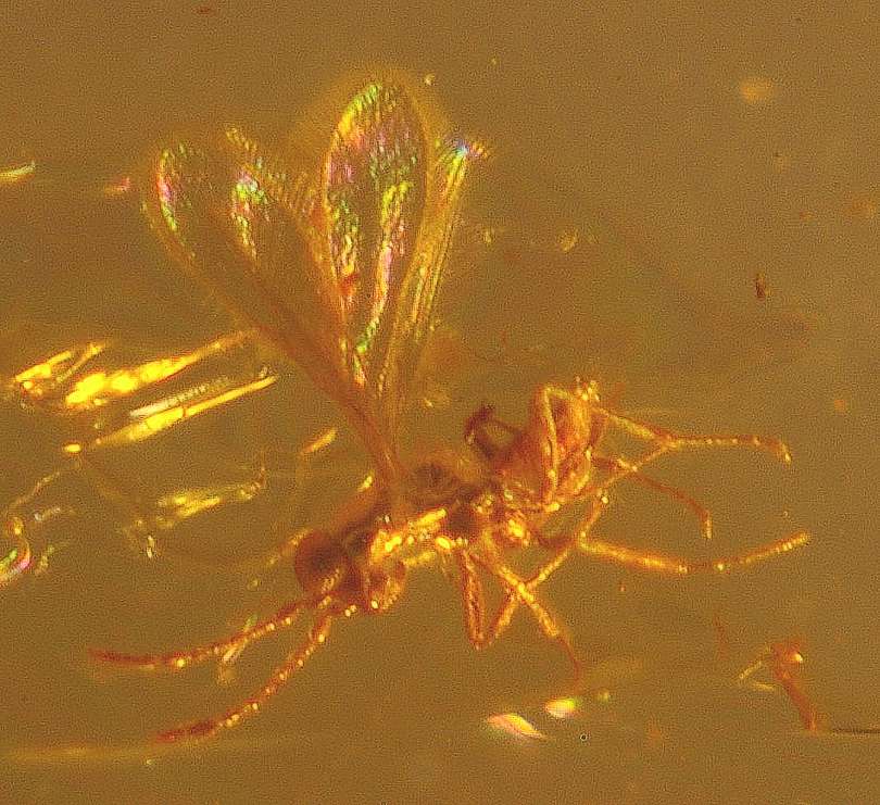 Mymaridae in amber stone
