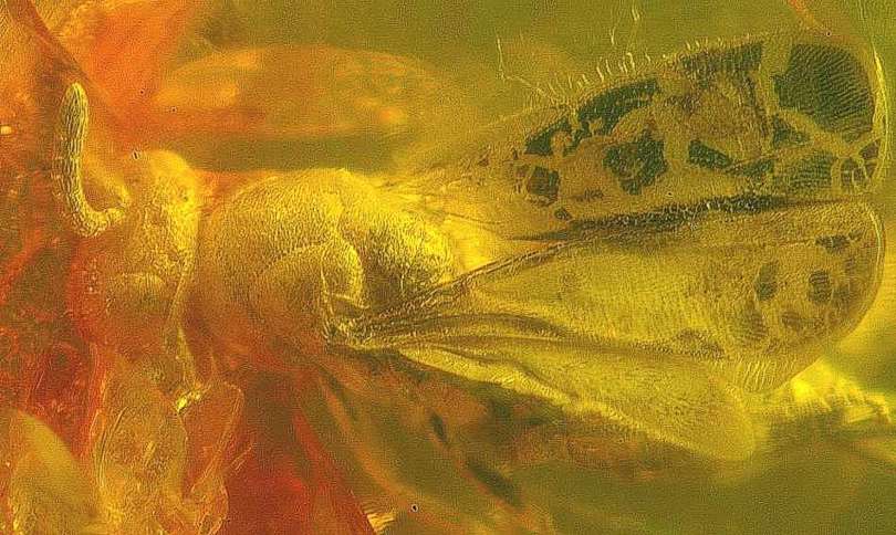 Ichneumon in amber stone