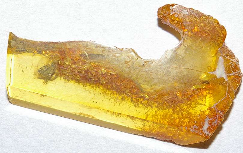 Ichneumonidae in amber stone