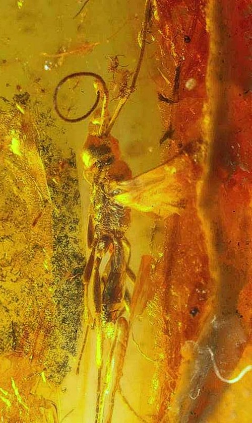 fossil parasitoid wasps Diapriidae