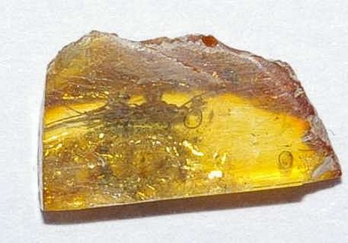 fossil parasitoid wasps Diapriidae