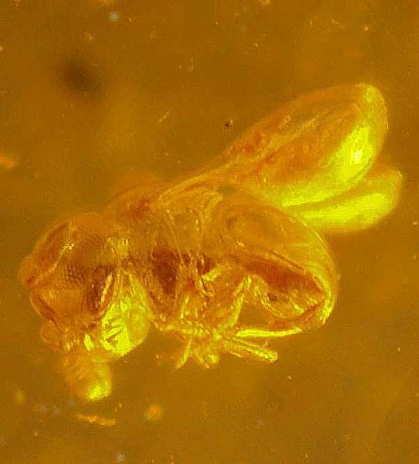 fossil wasp Scelionidae
