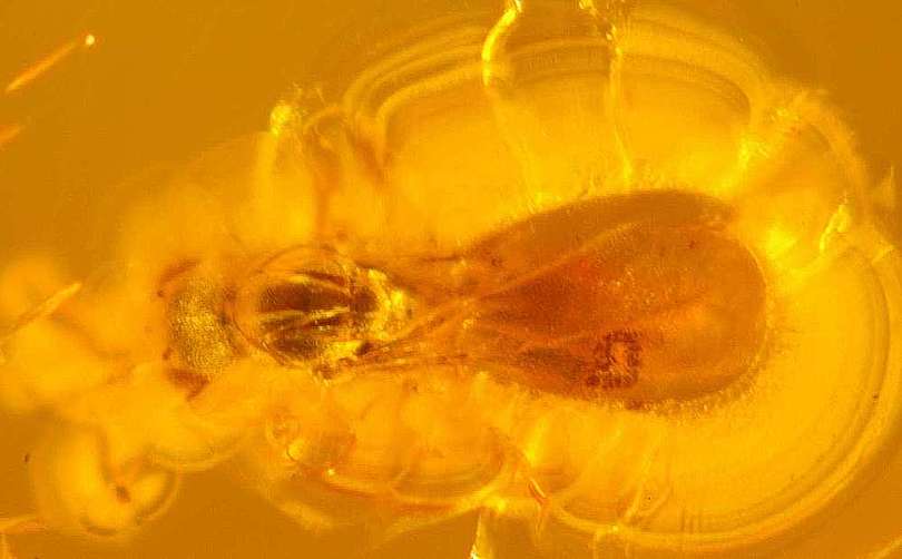 fossil parasitoid wasps Scelionidae
