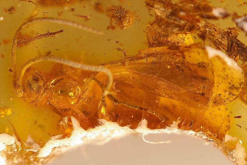 fossil parasitoid wasps Scelionidae