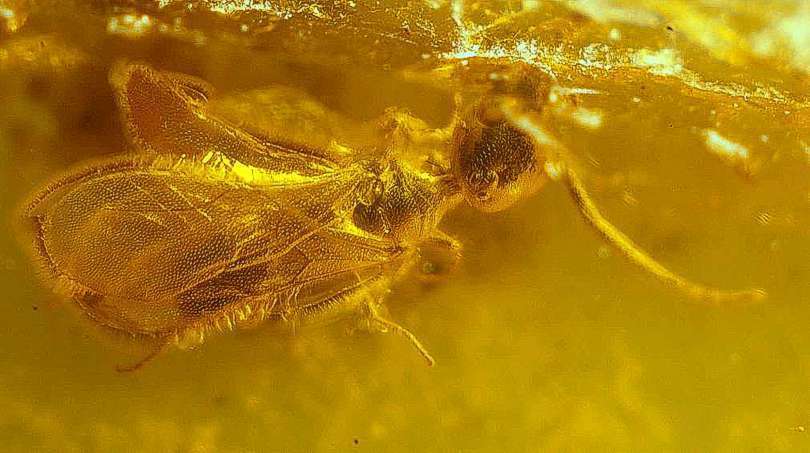 fossil parasitoid wasps Scelionidae