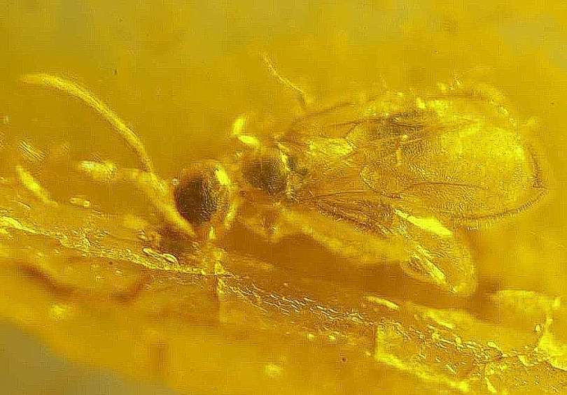 fossil parasitoid wasps Scelionidae