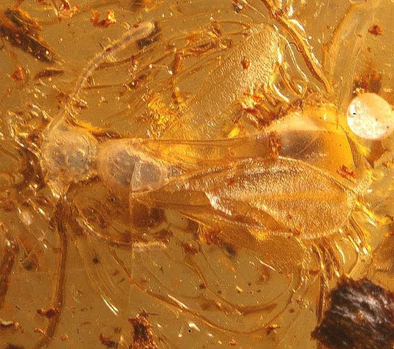 fossil parasitoid wasps Scelionidae