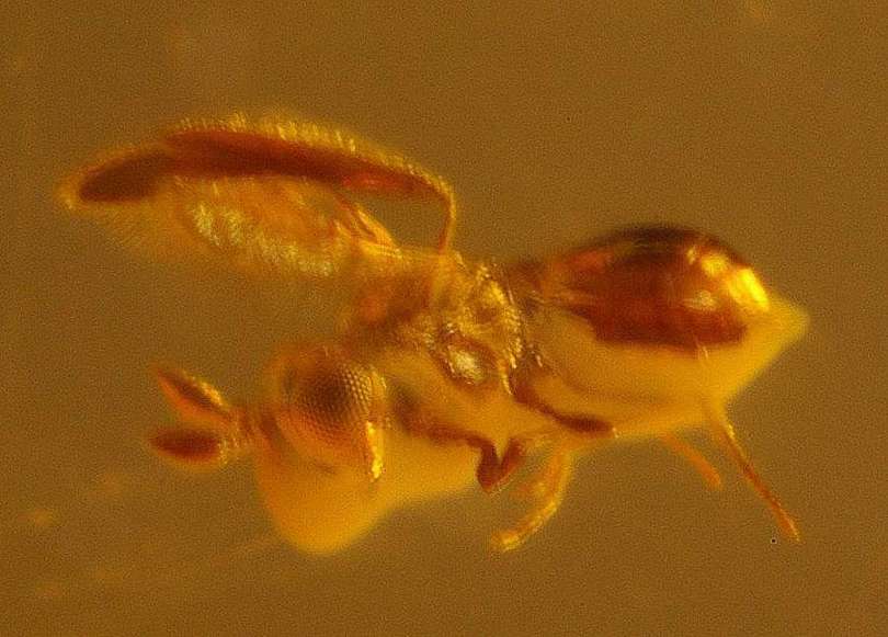 fossil parasitoid wasps Scelionidae