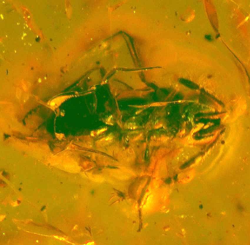 fossil parasitoid wasps Scelionidae