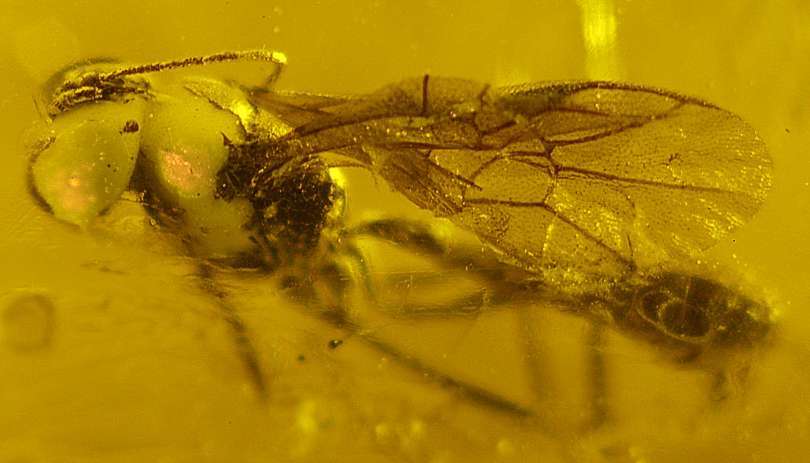fossil wasps in amber