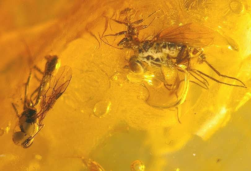 fossil wasps in amber