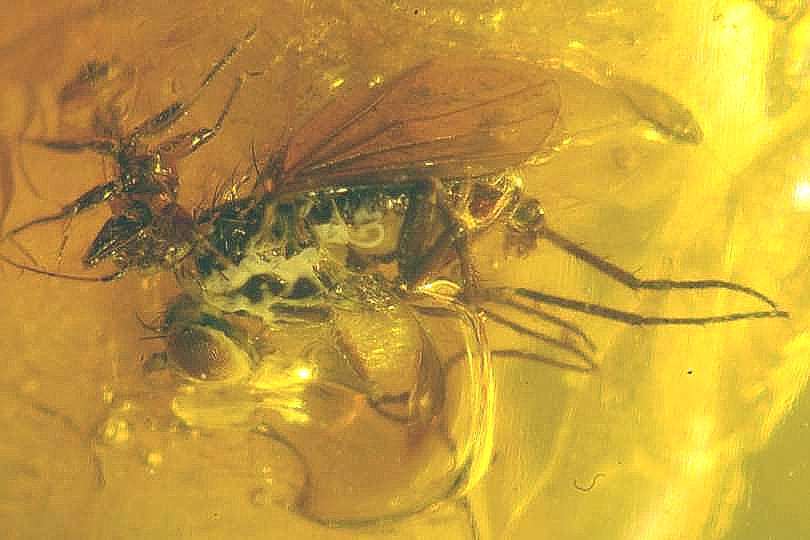 fossil wasps in amber