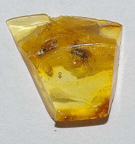 fossil wasps in amber