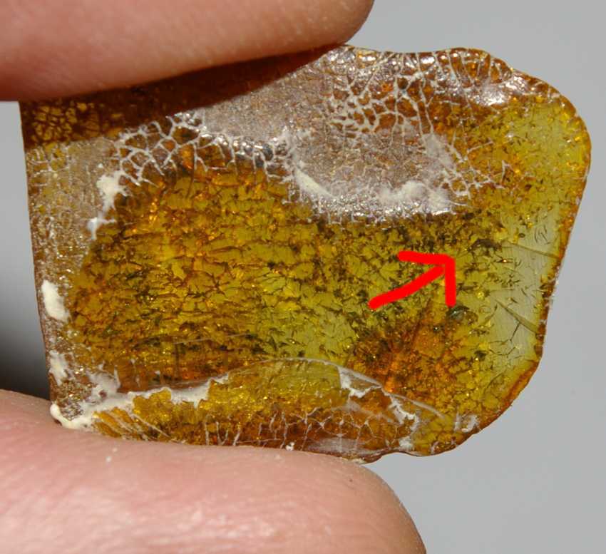 inclusions in amber.jpg