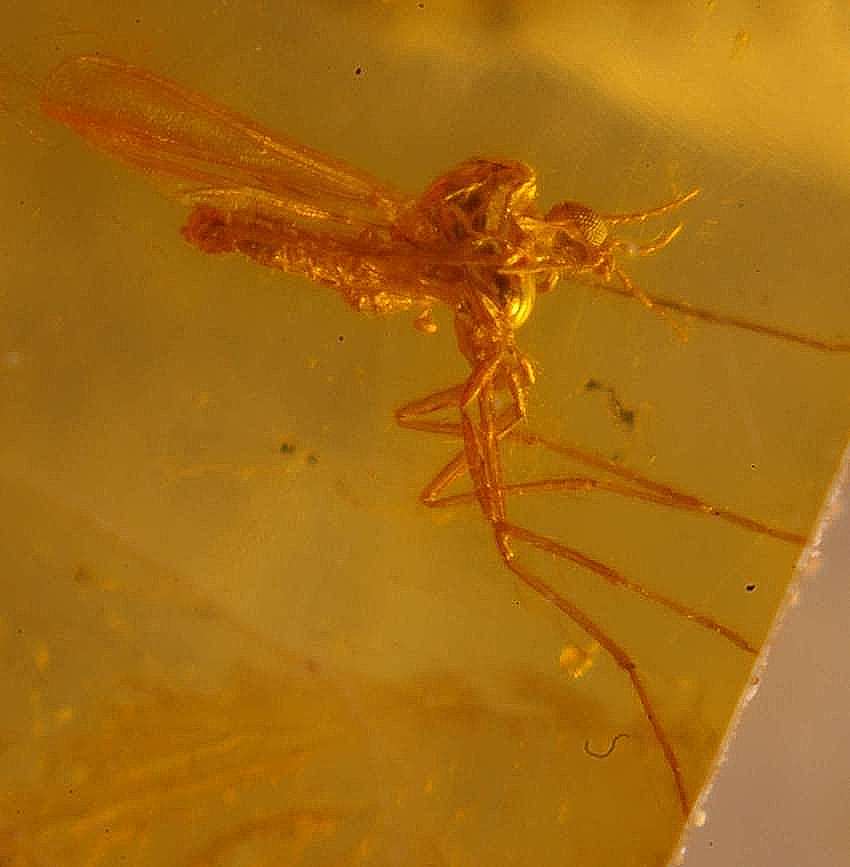 Inclusion in Baltic amber