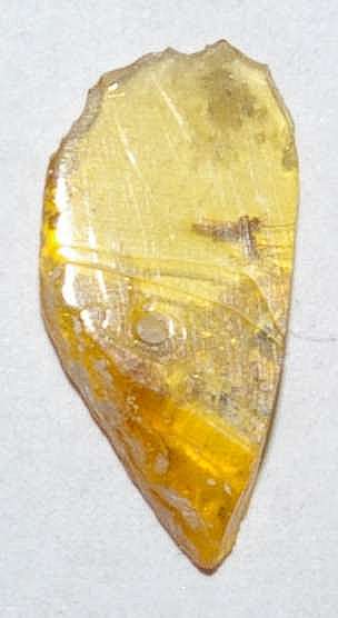 Inclusion in Baltic amber
