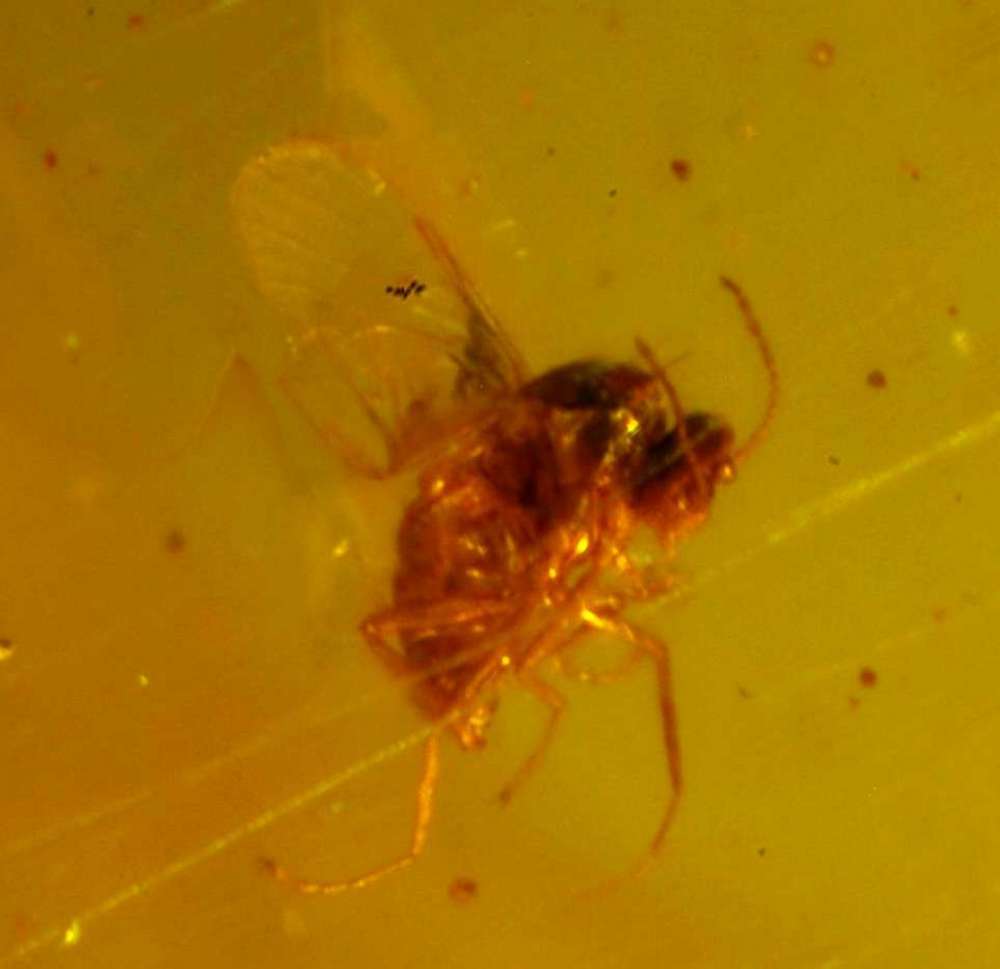Insects in baltic amber