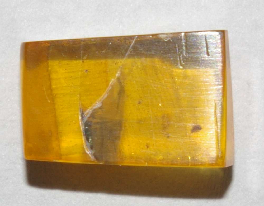 Insect in baltic amber
