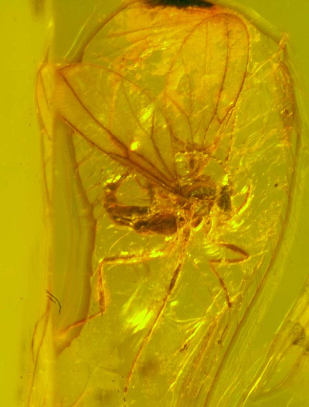 Fossil fluga i Baltic bärnsten