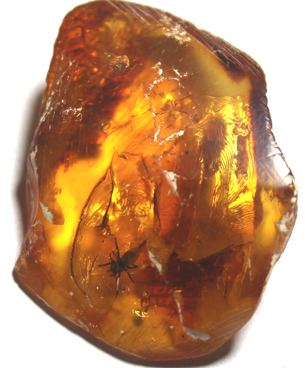 fossil spider