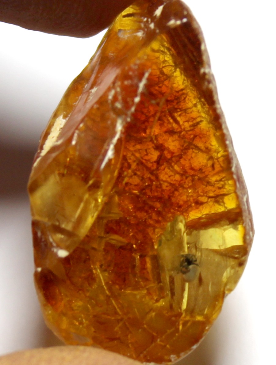 spider in amber stone