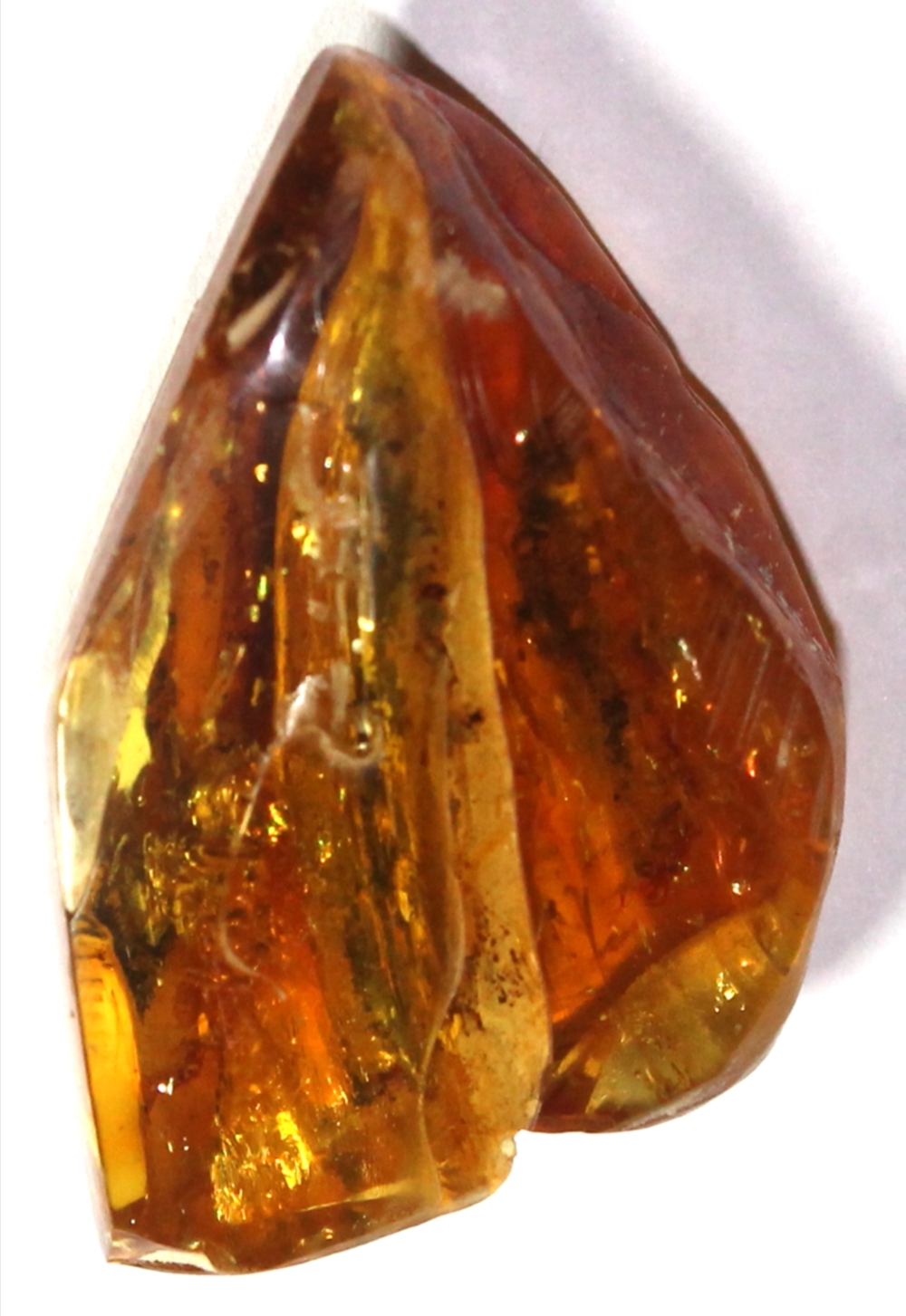 fossil spider in amber