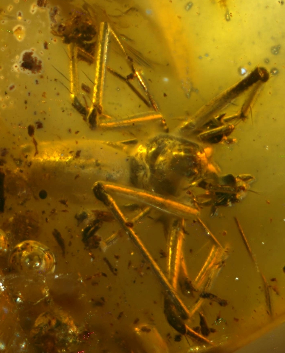 fossil spider 