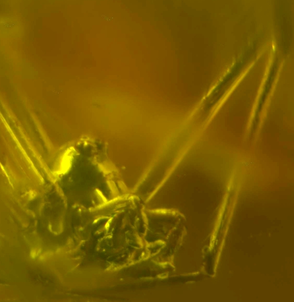 fossil spider 