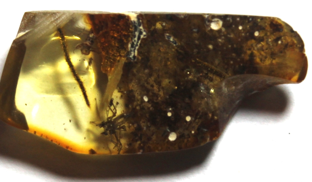 fossil spider 