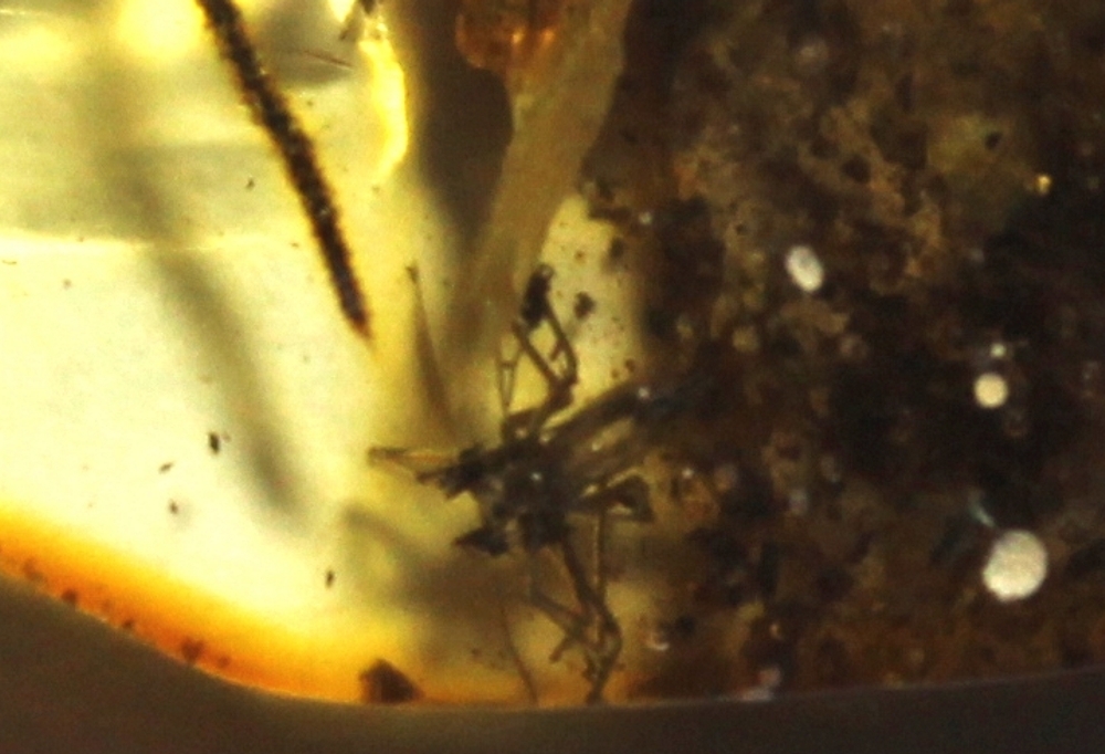 fossil spider 