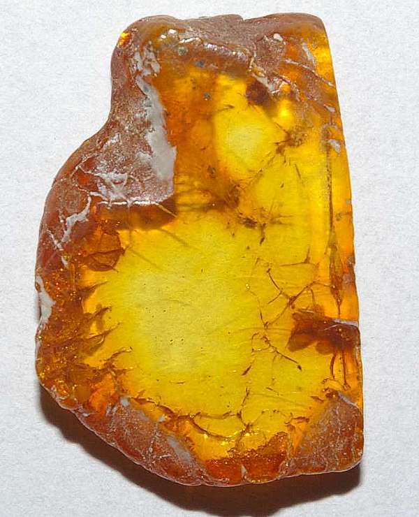 Fossil Spiderweb