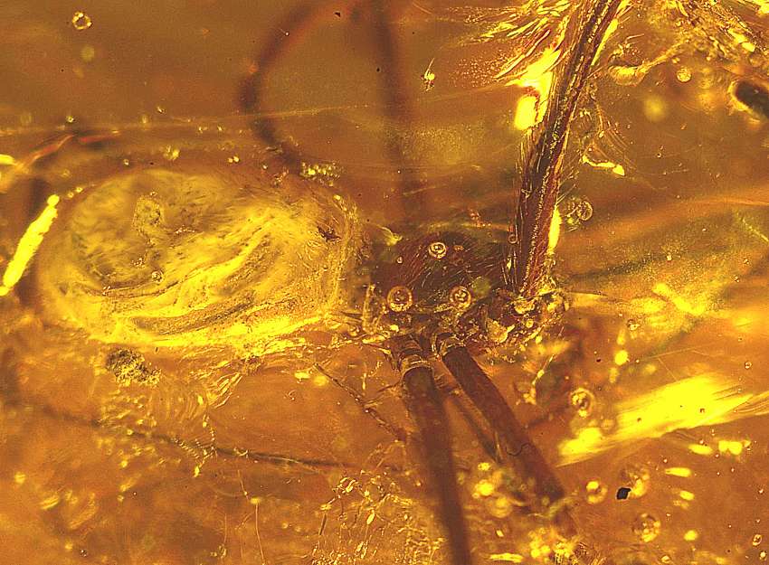 Araigne fossilise dans l'ambre baltique