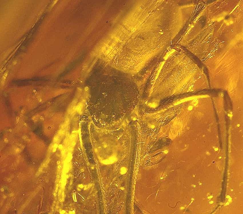 Fossil Spinne im Baltischen Bernstein