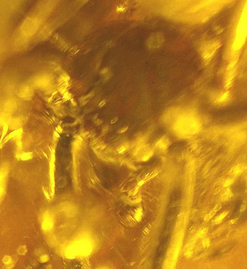 Ragno fossile in ambra del Baltico