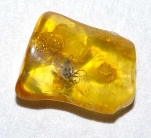 diptera in baltic amber
