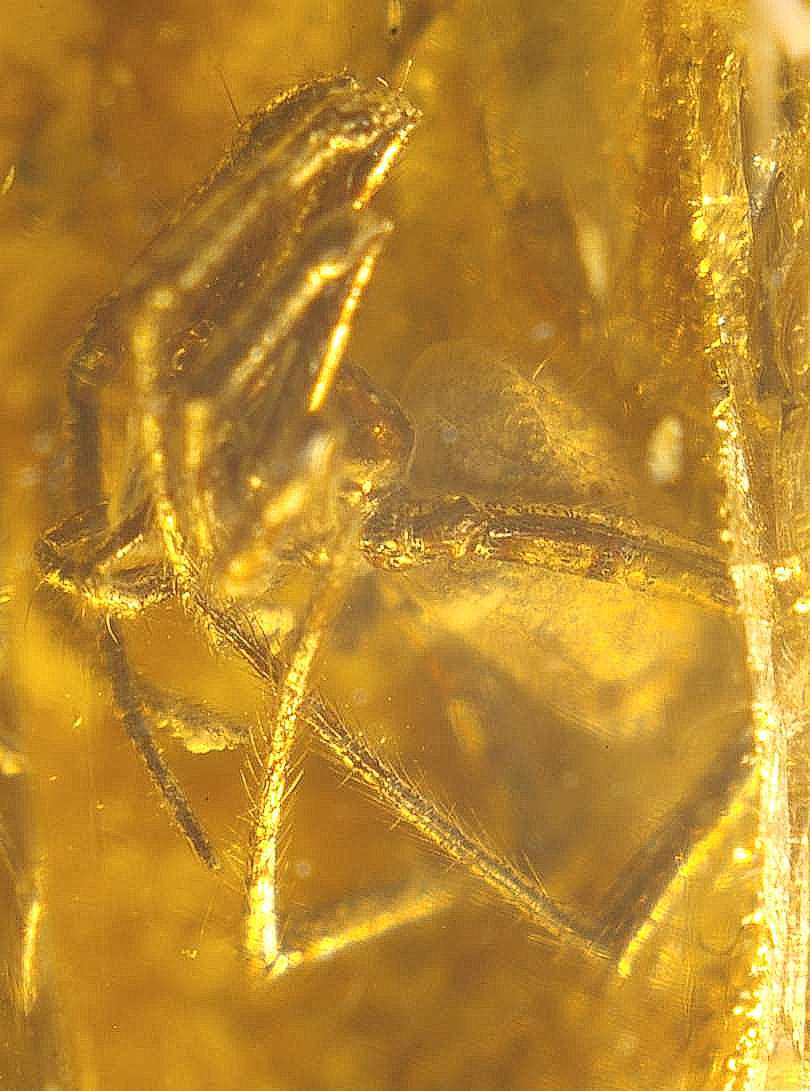 fossil spider