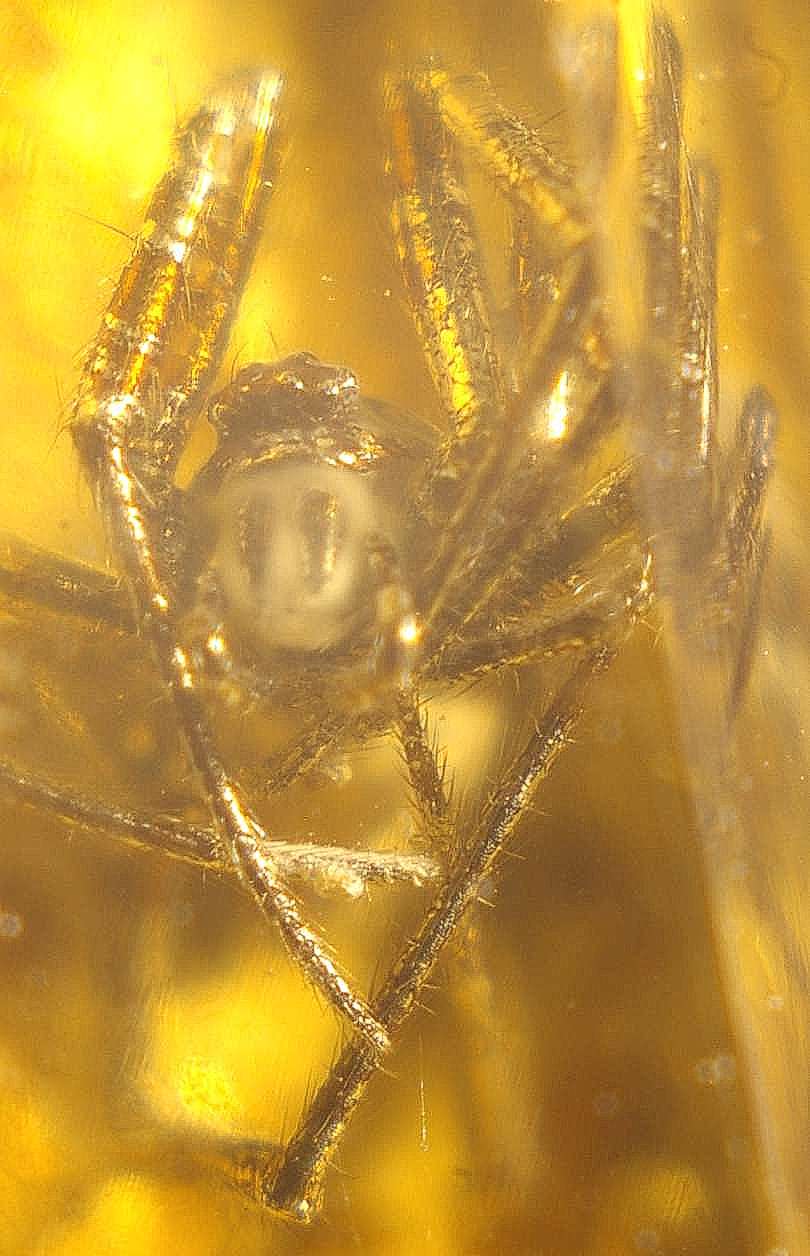inclusion spider