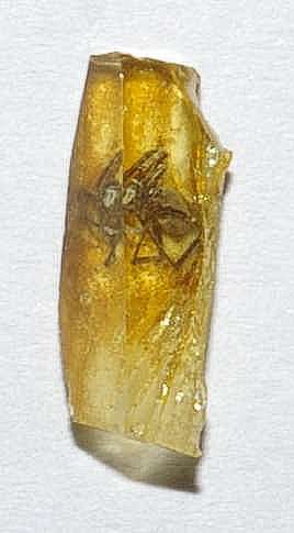 spider in amber