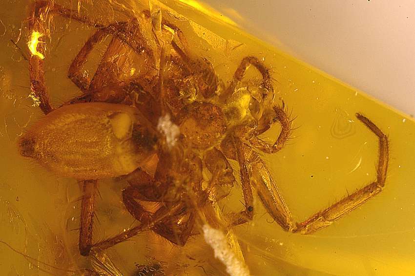 fossil spider