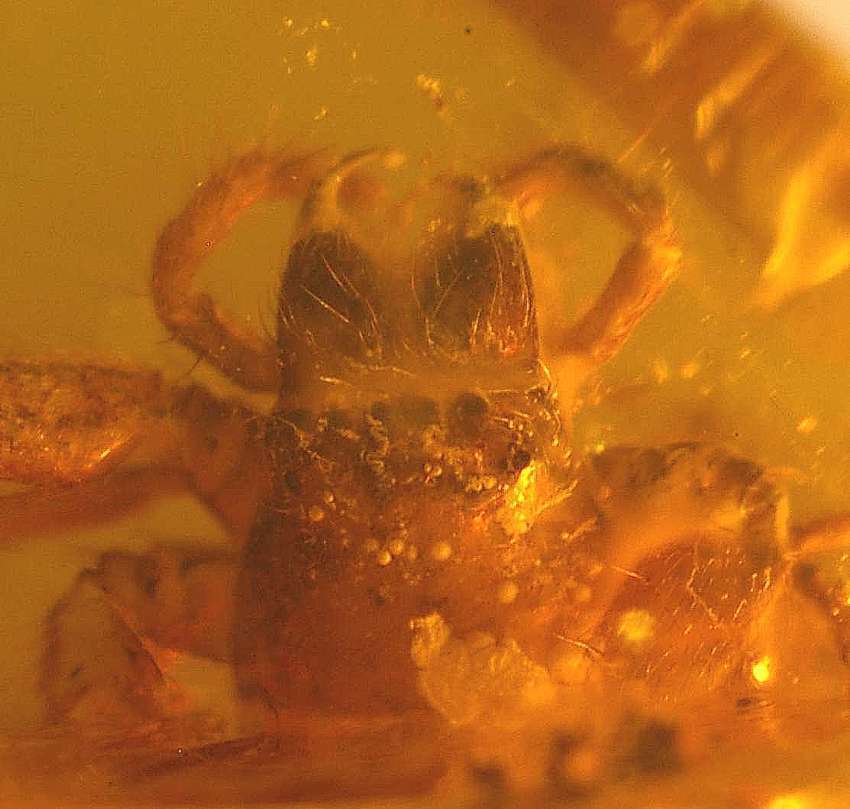 inclusion spider
