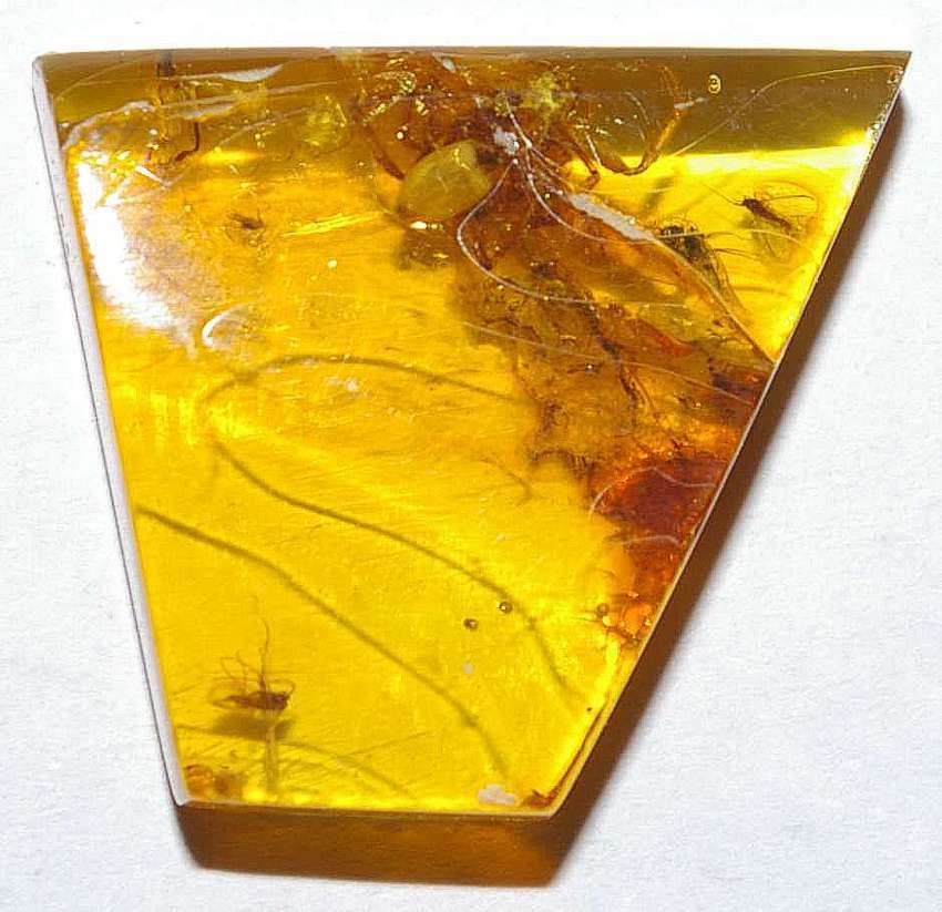 inclusion spider