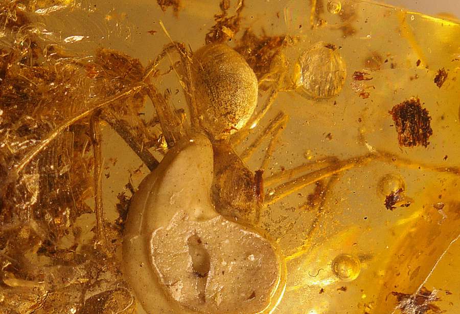 fossil spider