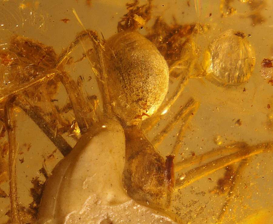 Archaea paradoxa
