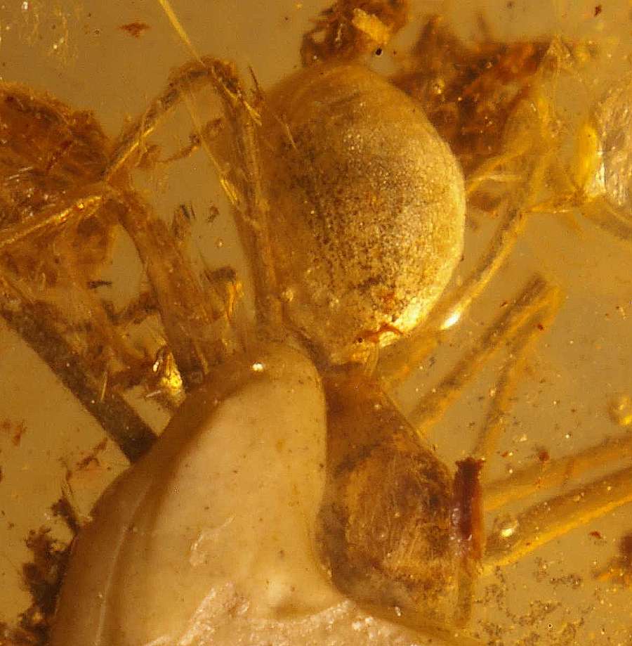stone amber spider