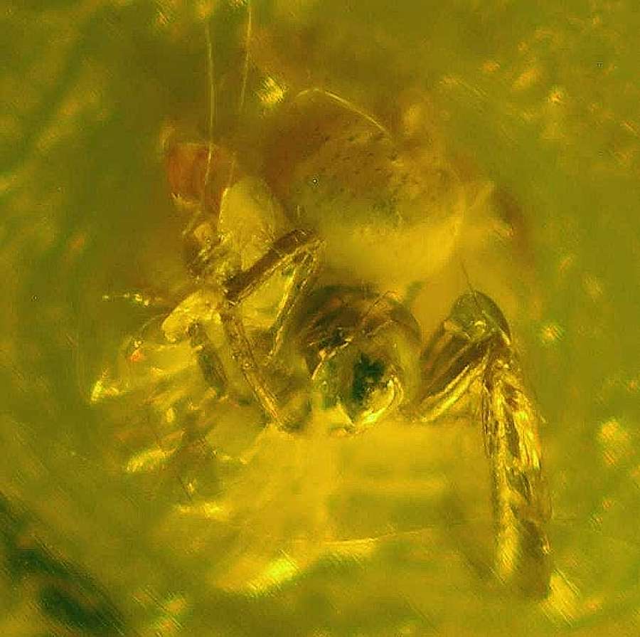 fossil spider