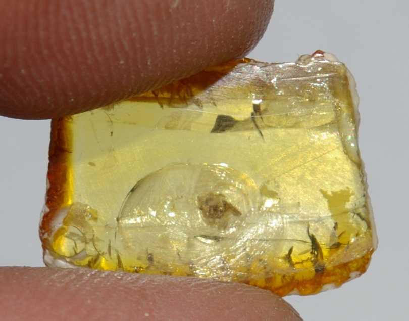 spider in amber