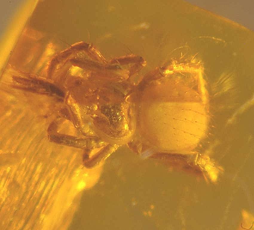 fossil spider