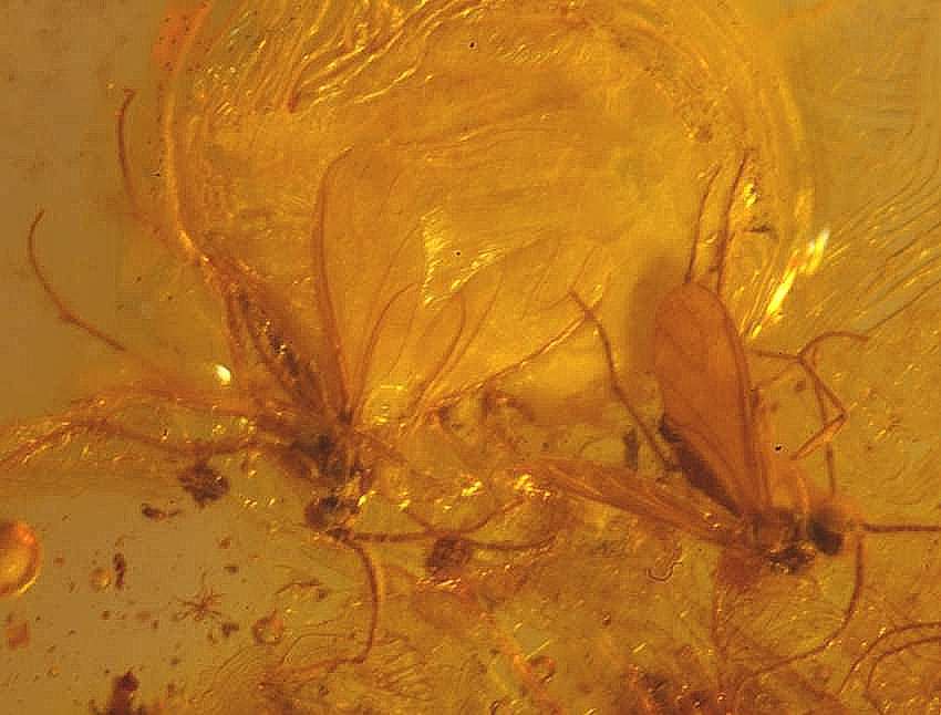 spider in amber